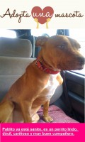 /album/fotogaleria-adopta-una-mascota1/a1175133-581816318535102-691860220-n-jpg2/