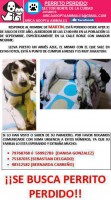 /album/fotogaleria-busca-tu-mascota-perdida/a1157400-312595455552521-1710388156-n-jpg1/